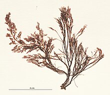 herbariumprøve av "Polysiphonia elongata"