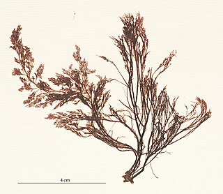 <i>Polysiphonia elongata</i> Species of alga