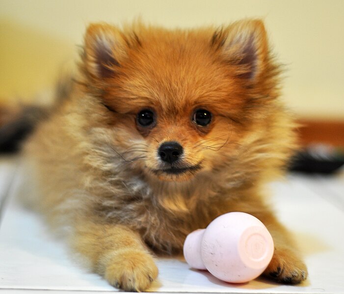 File:Pomeranian Pup.JPG