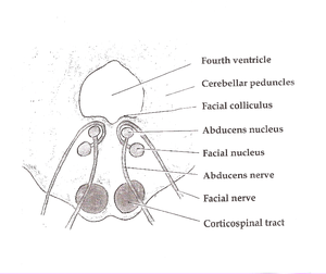 Facial colliculus.png da Pons bo'limi