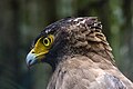 * Nomination Portrait of changeable hawk-eagle, Gembira Loka Zoo, Yogyakarta - Crisco 1492 00:44, 18 March 2015 (UTC) * Promotion Nice. Although there is a bit unsharpness in sharp end of beak, good quality in general. --Zcebeci 07:27, 18 March 2015 (UTC)