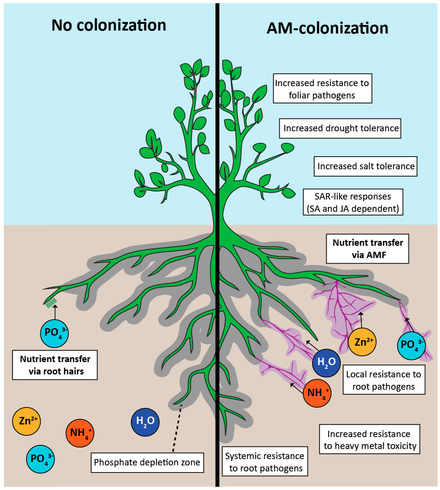 Positive effects of arbuscular mycorrhizal (AM) colonization
The hyphal network of arbuscular mycorrhizal fungi (AMF) extends beyond the depletion zone (grey), accessing a greater area of soil for phosphate uptake. A mycorrhizal-phosphate depletion zone will also eventually form around AM hyphae (purple). Other nutrients that have enhanced assimilation in AM-roots include nitrogen (ammonium) and zinc. Benefits from colonization include tolerances to many abiotic and biotic stresses through induction of systemic acquired resistance. Positive effects of arbuscular mycorrhizal (AM) colonization.png