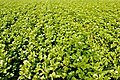 Potato cultivation.