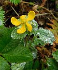 Gambar mini seharga Potentilla lineata