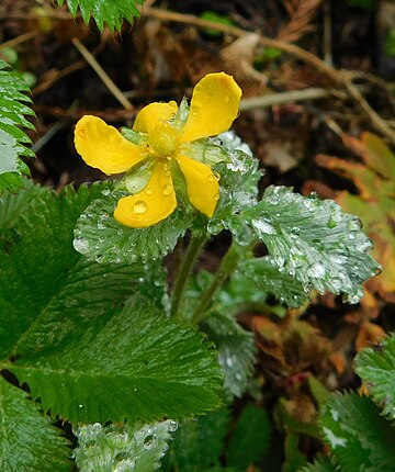 Potentilla lineata