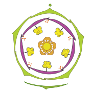 Primula-flowerdiagram.svg