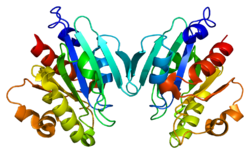 Протеин ARF5 PDB 1z6x.png