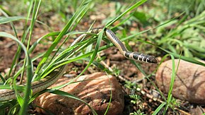 Beskrivelse av bildet Psammophis angolensis.jpg.