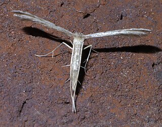 <i>Pselnophorus belfragei</i> Species of plume moth