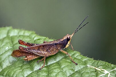 Pseudaristia oxycodia