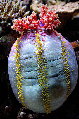 Pseudocolochirus axiologus ﻿(інші мови), Cucumariidae