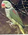 Alexandrine parakeet occurs in the Punjab