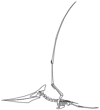 Skeletal reconstruction of a female P. longiceps