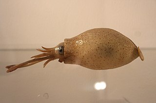 <i>Cranchia scabra</i> Species of squid