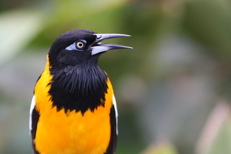 File:Puerto Rican Troupial, Icterus icterus, Venezuelan Troupial; Mayaguez zoo aviary, Puerto Rico; orioles and blackbirds.JPG