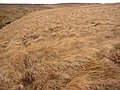 Purple moor grass, Marsden - geograph.org.uk - 289035.jpg