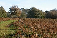 Puttenham Ortak - geograph.org.uk - 81617.jpg