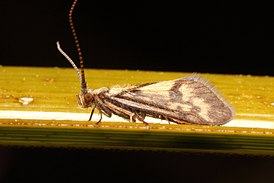 Conoesucidae