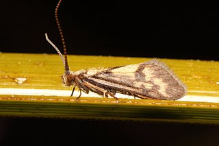 <span class="mw-page-title-main">Conoesucidae</span> Family of caddisflies