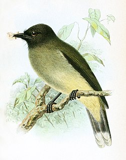 Blue-wattled bulbul Species of bird