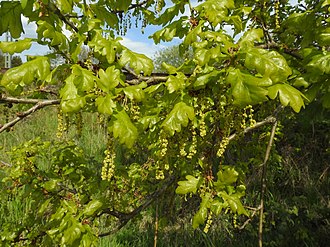 Aphananthous flowers of oaks such as Quercus robur, being anemophilous, have no need of being conspicuous to pollinating animals. Quercus robur RF.jpg