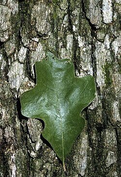 Zvaigžņu ozols (Quercus stellata)