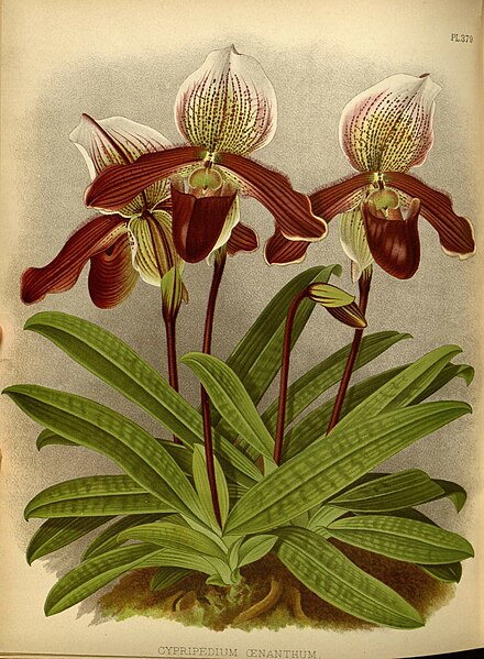 File:R. Warner & B.S. Williams - The Orchid Album - volume 08 - plate 379 (1889).jpg