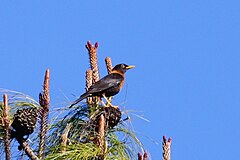 ♂ Turdus rufitorques