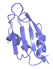 Typical architecture of an RRM domain, with a four-stranded antiparallel beta-sheet, stacked on two alpha helices RRM.png