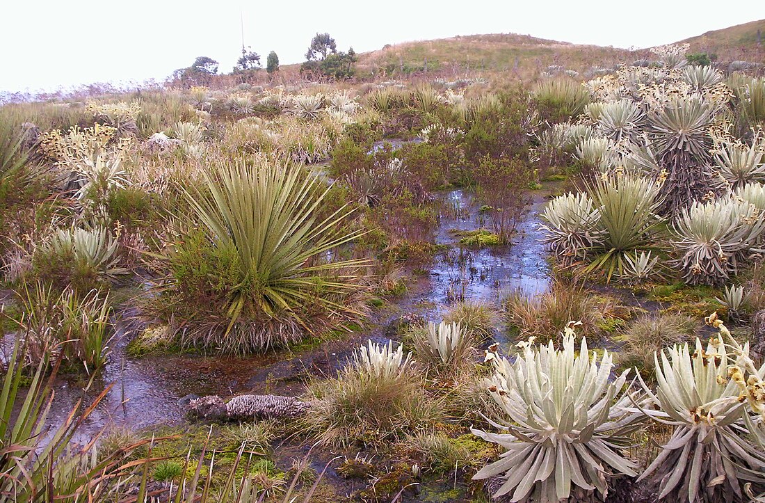 Páramo (biogeografía)