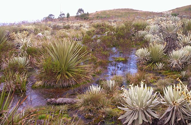 Páramo de Rabanal, Boyacá, Colombia