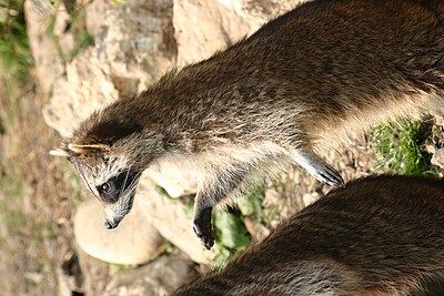 File:Raccoon in ZooParc de Beauval.jpg