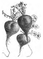 Radis violet gros d'hiver Vilmorin-Andrieux 1883.png
