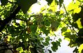 * Nomination Grape Tree. By User:Moumou82 --Beldi molka 10:28, 6 October 2016 (UTC) * Decline Overexposed, insufficient quality --Christian Ferrer 18:36, 7 October 2016 (UTC)