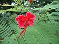 2011-04-09T06:50:54Z : user:Ranjithsiji : File:Rajamalli Flower2.JPG