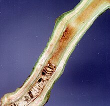 Symptoms of southern bacterial wilt in tomato caused by Ralstonia solanacearum. Ralstonia solanacearum symptoms.jpg