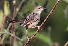 Cisticola chiniana smithersi