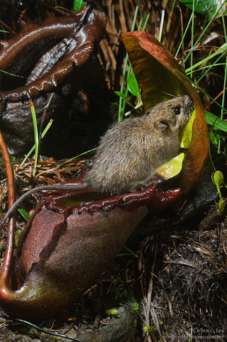 Description de l'image Rattus baluensis visiting Nepenthes rajah.png.