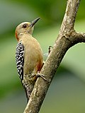 Red-crowned Woodpecker (Melanerpes rubricapillus).jpg