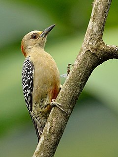 Red-crowned woodpecker Species of bird