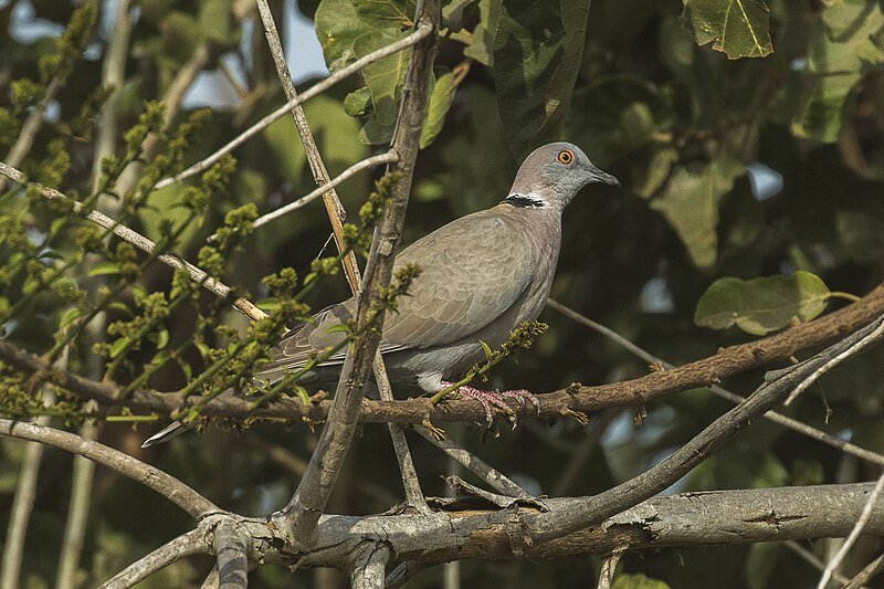 File:Red-eyed Dove - Gambia (32497285292).jpg