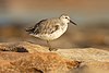 Red Knot 1 - Boat Harbour.jpg