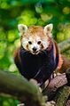 Red Panda (17590275092).jpg