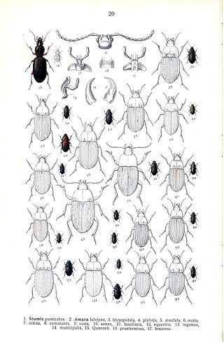 <i>Amara plebeja</i> Species of beetle