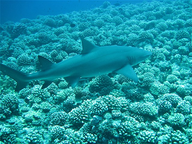 Shark on the Moorea reef