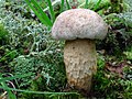 Retiboletus griseus