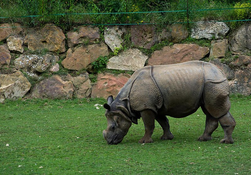 File:Rhinoceros (5958068087).jpg