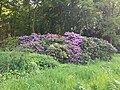 Thumbnail for File:Rhododendron, Kurpark Bad Halle.jpg