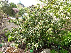 Rhododendron fortunei - University of Copenhagen Botanical Garden - DSC07563.JPG
