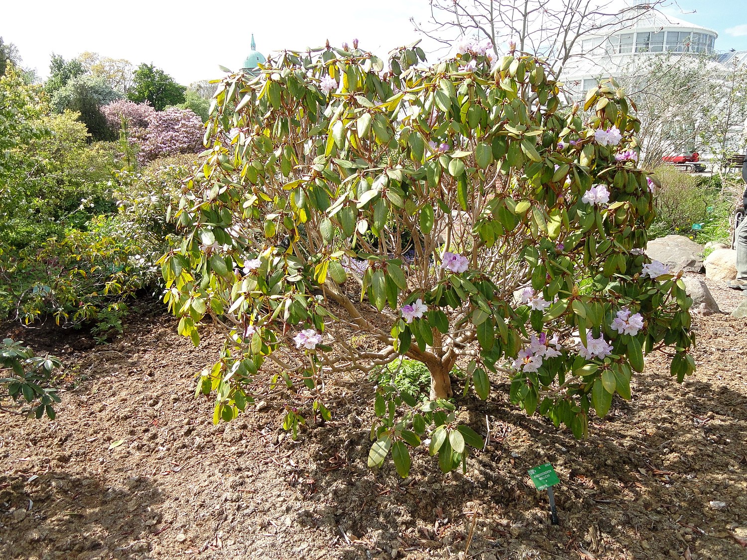 Rhododendron campanulatum - Wikipedia